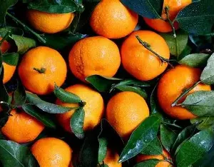 Fresh Oranges