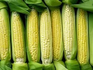 Sweet Corn