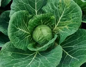 Green Fresh Cabbage